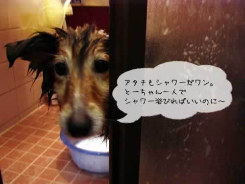 お風呂嫌いだよ～
