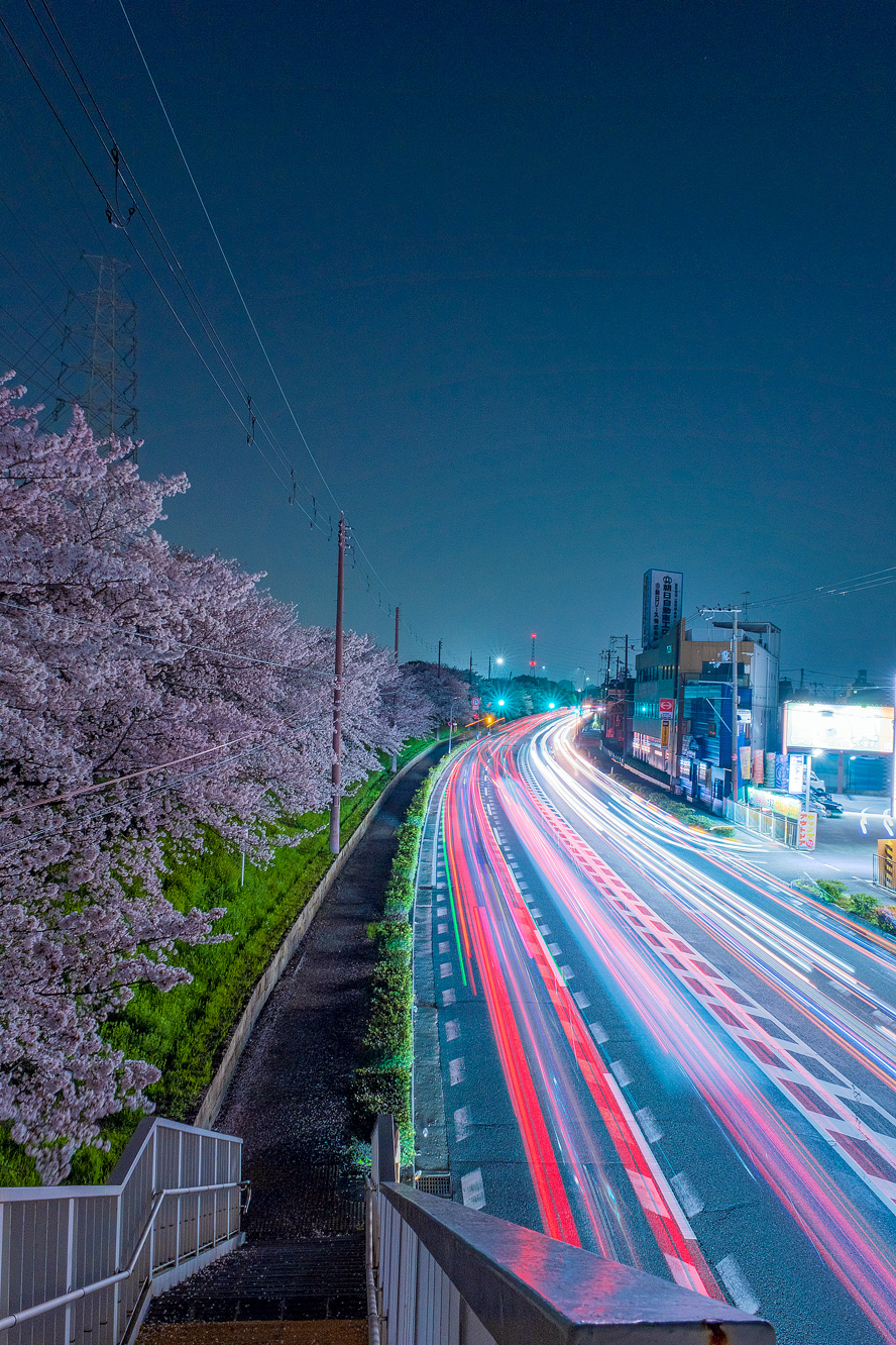 寝屋川のホームページ制作会社CUBESが撮影した夜桜
